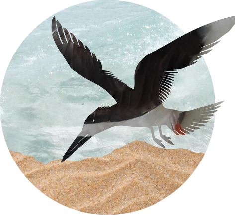 Bird in flight over coast