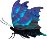 Career Butterfly