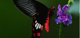 Butterfly Walk at BNHS Reserve — BNHS event