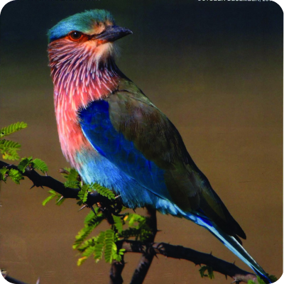 Indian roller bird in flight