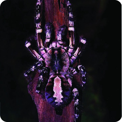 Purple and pink spider on a web