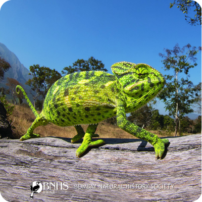 Green chameleon on a branch