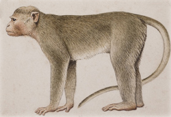 Bonnet Macaque full body portrait
