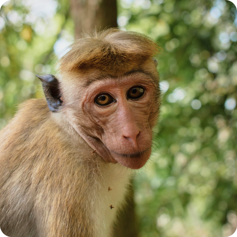 Bonnet Macaque sitting on a rock